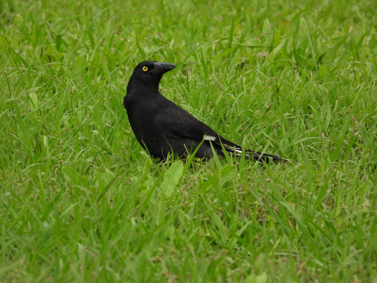 Pied Currawong - ML618141029