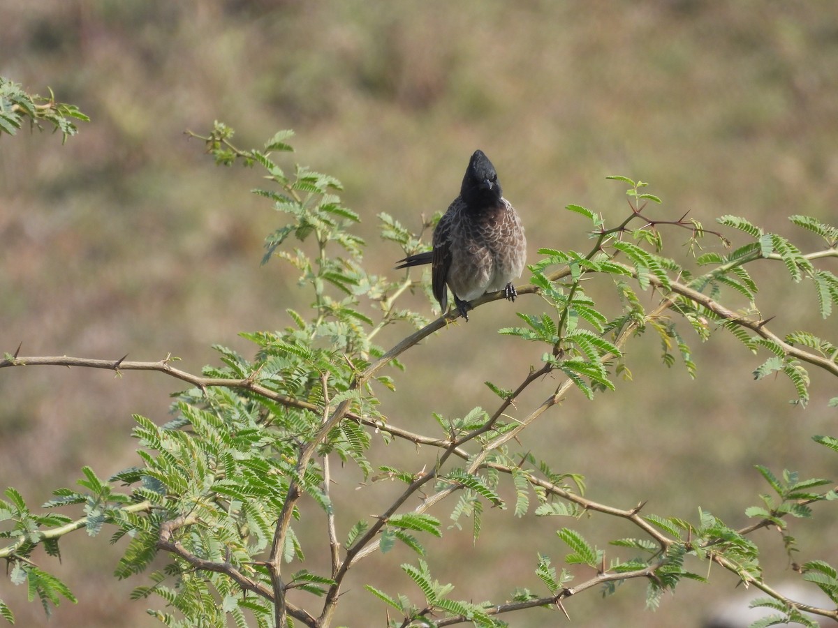 Red-vented Bulbul - ML618141038