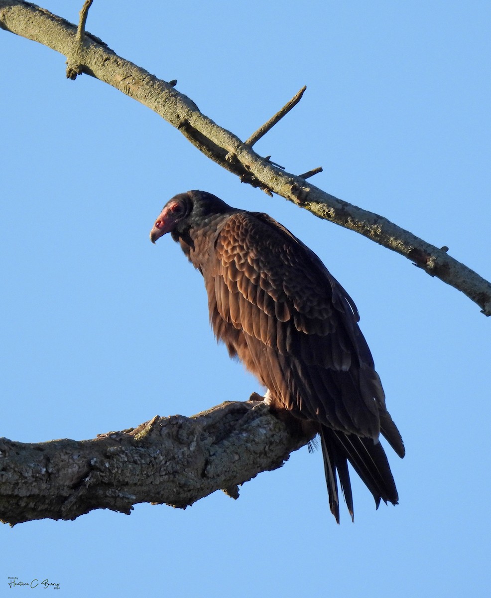 Turkey Vulture - ML618141039