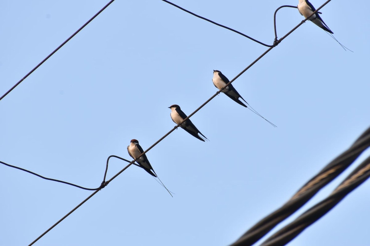 Wire-tailed Swallow - Anuj Kumar
