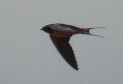 Barn Swallow - ML618141080
