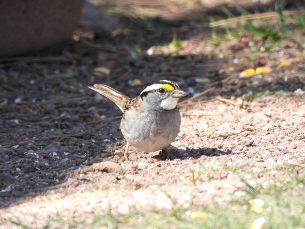 White-throated Sparrow - ML618141095