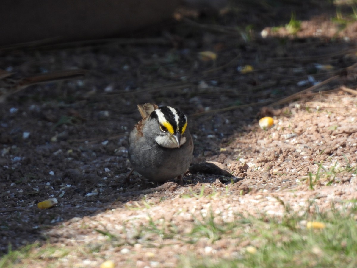 White-throated Sparrow - ML618141096