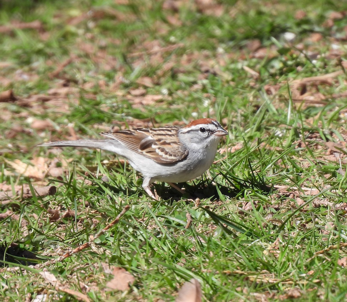 Chipping Sparrow - Rhonda Langelaan