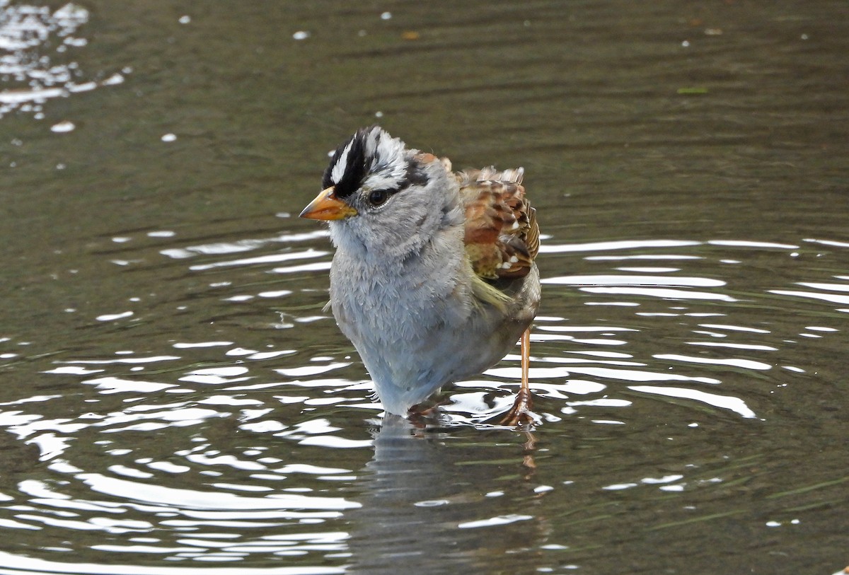 White-crowned Sparrow - ML618141124