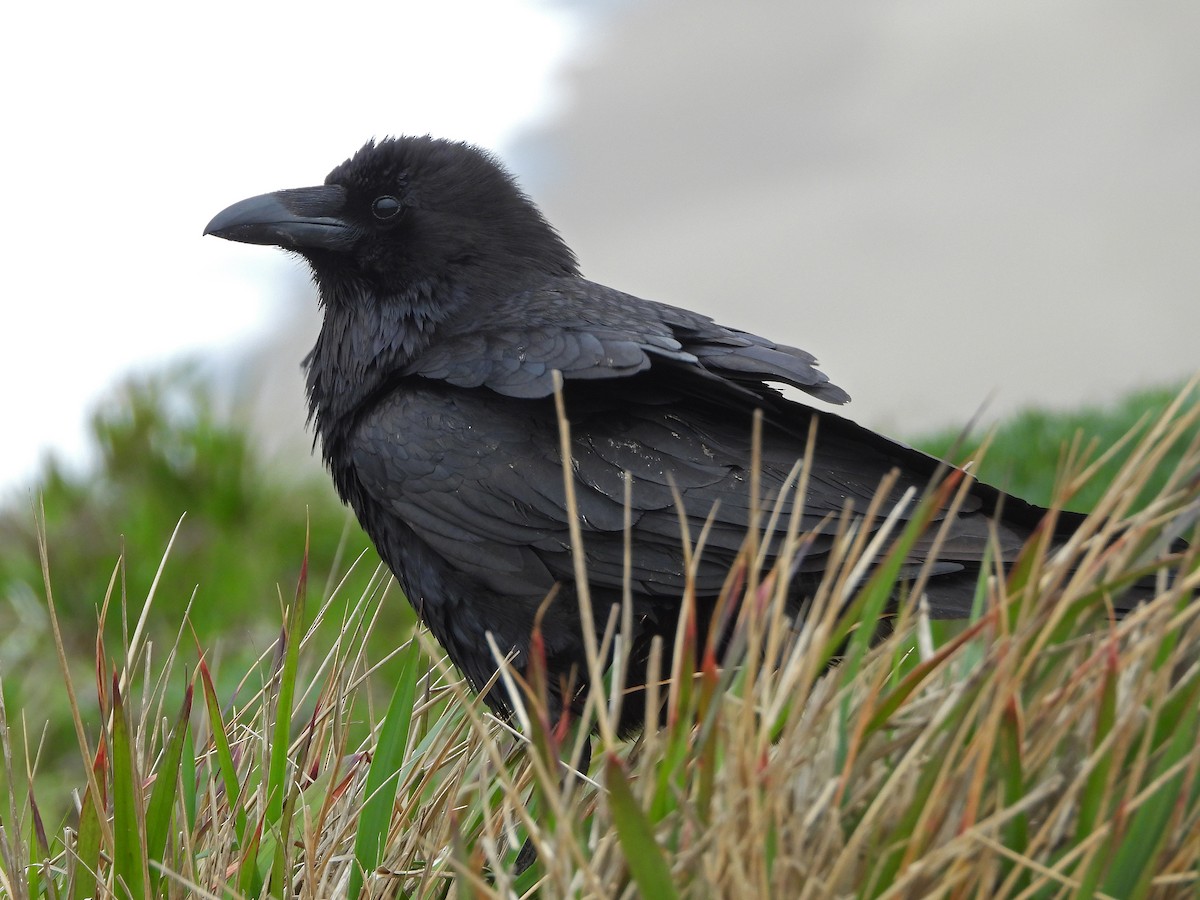 Common Raven - Paul Lewis