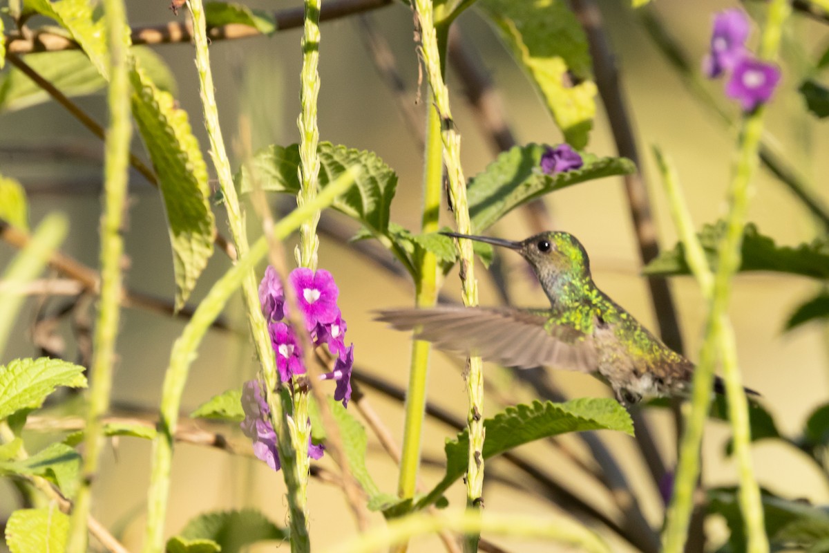 Charming Hummingbird - ML618141157