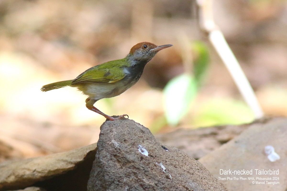 Dark-necked Tailorbird - ML618141199