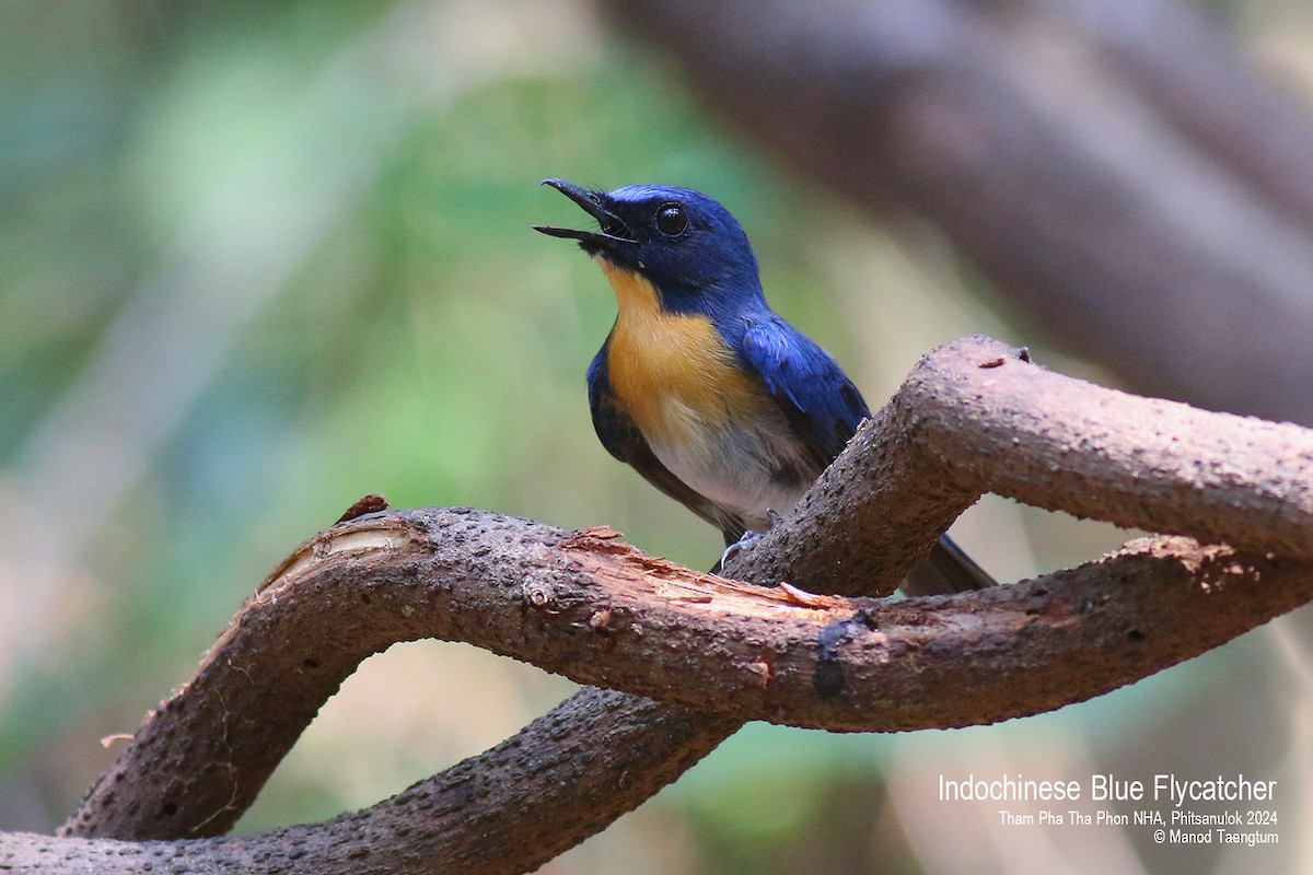Indochinese Blue Flycatcher - Manod Taengtum