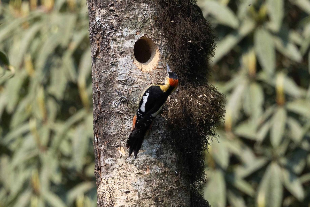 Darjeeling Woodpecker - Samanvitha Rao