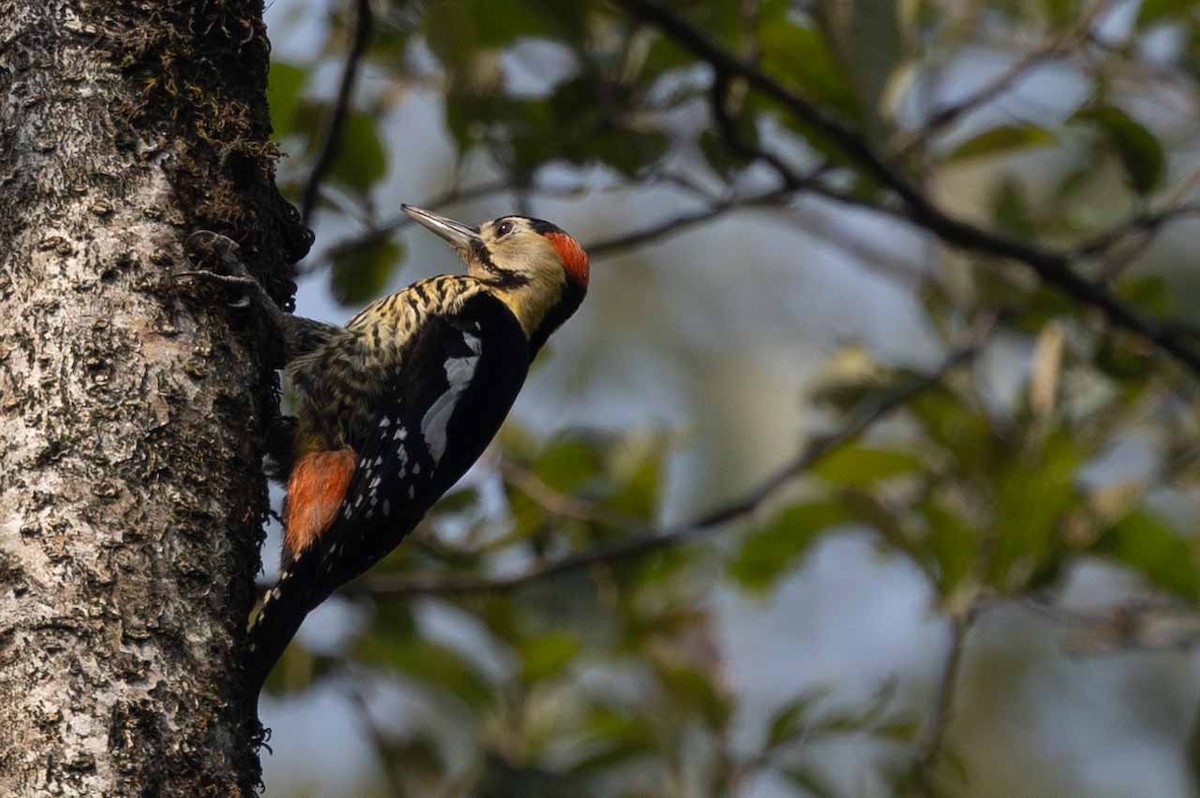 Darjeeling Woodpecker - Samanvitha Rao