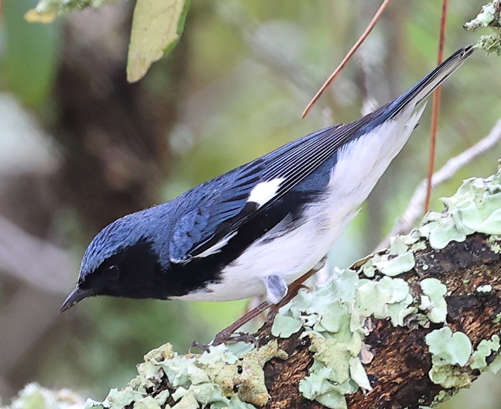 Black-throated Blue Warbler - Steve Parrish