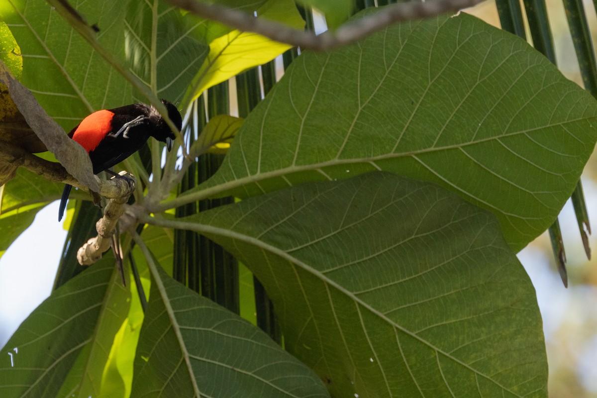 Scarlet-rumped Tanager - ML618141214