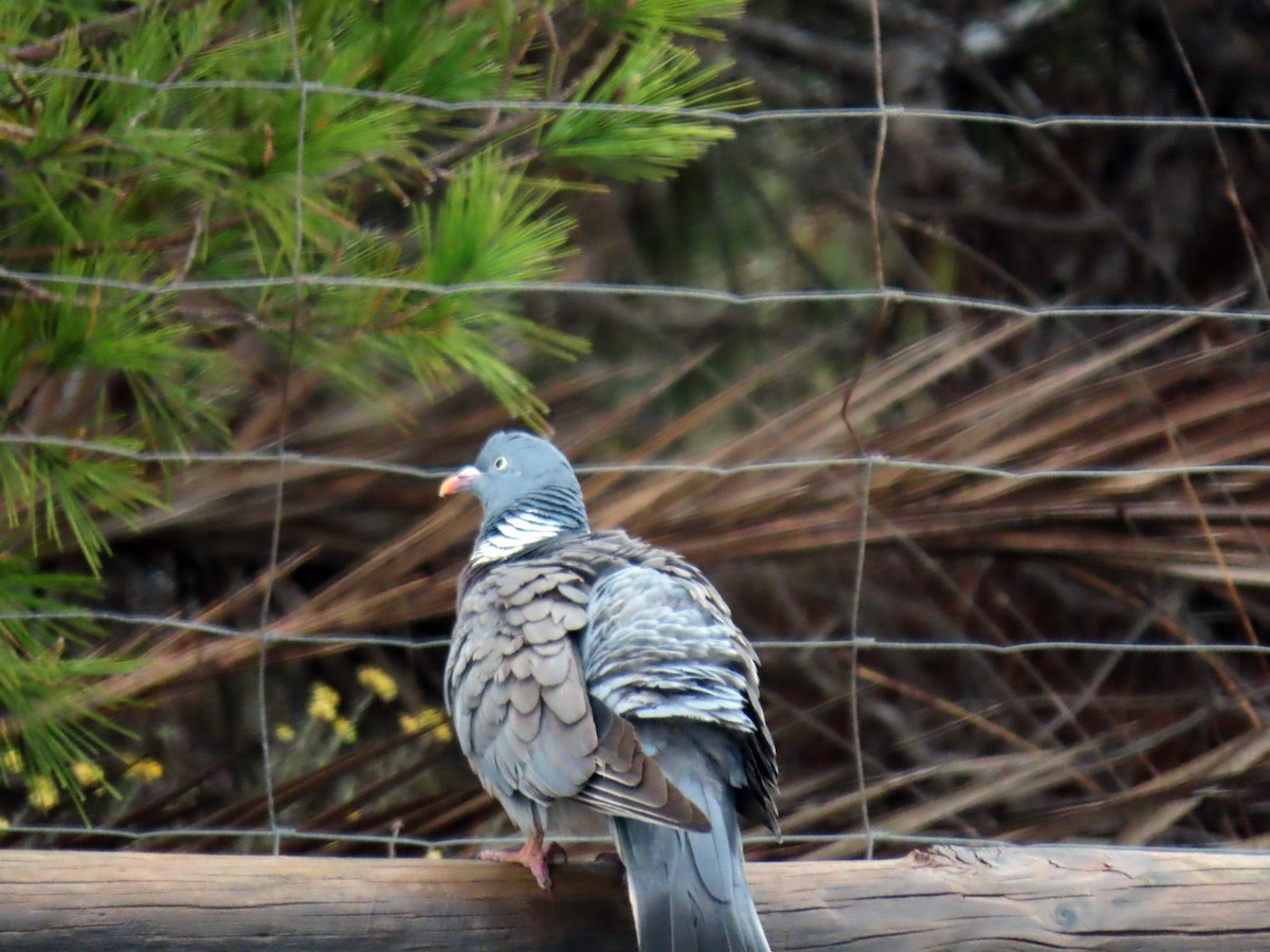Common Wood-Pigeon - Francisco Javier Calvo lesmes