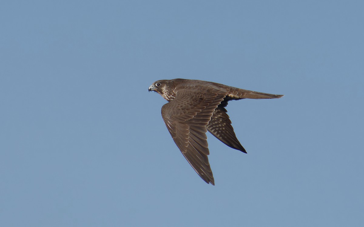 Peregrine Falcon - Shashika Bandara