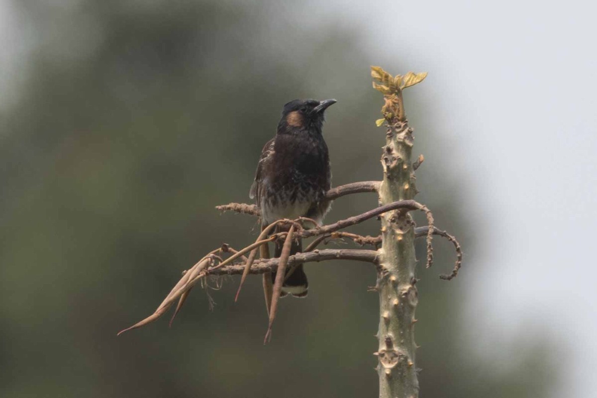 Red-vented Bulbul - ML618141288