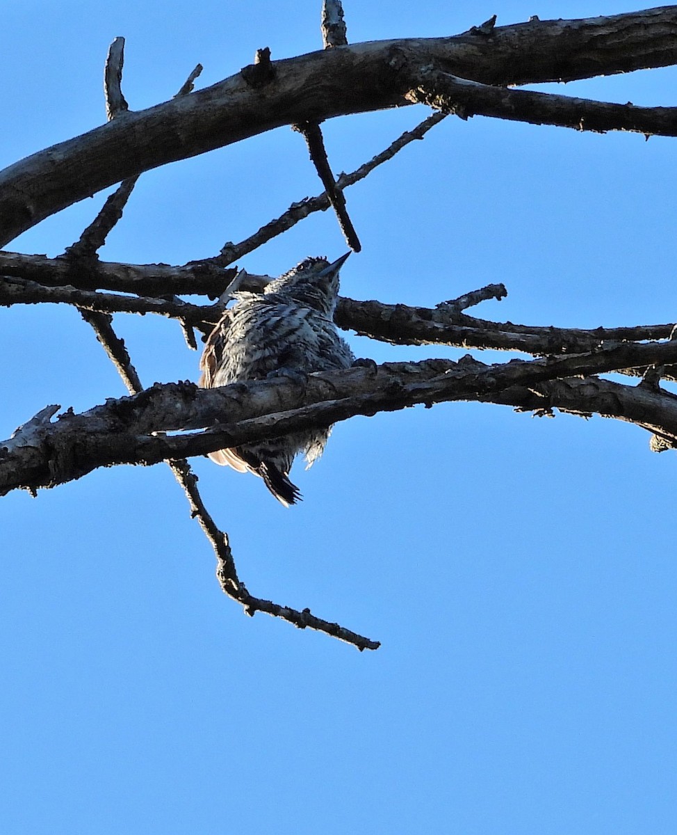 White-barred Piculet - ML618141291