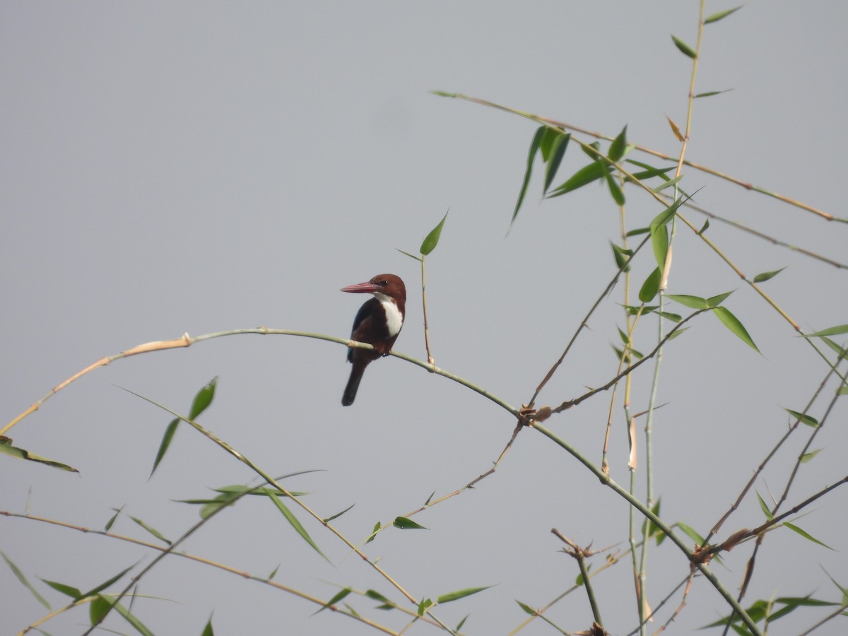 White-throated Kingfisher - Omesh Bajpai