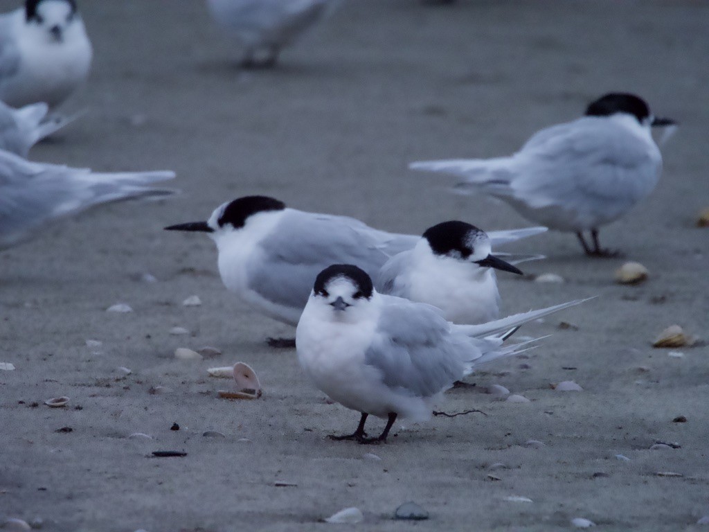 White-fronted Tern - ML618141340