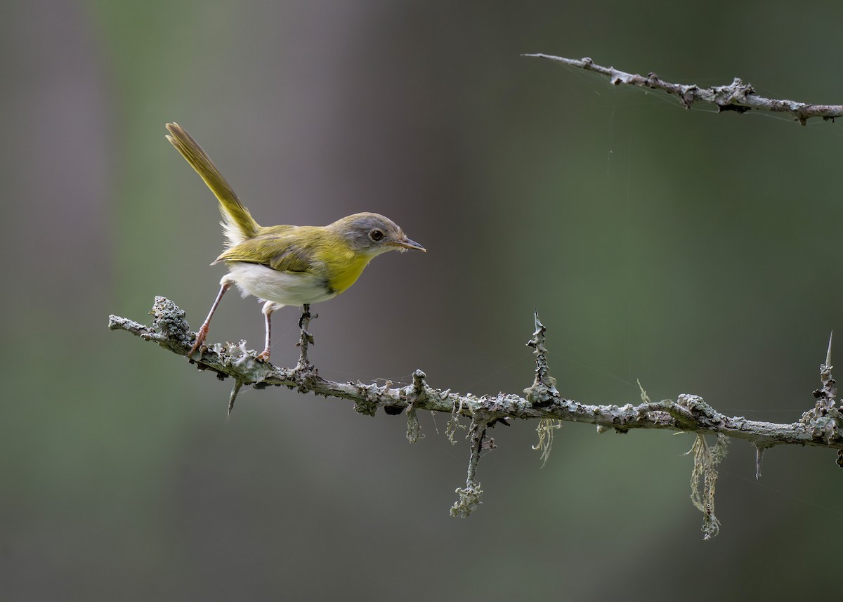 Yellow-breasted Apalis - ML618141388