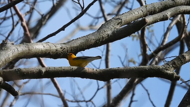 Prothonotary Warbler - ML618141406