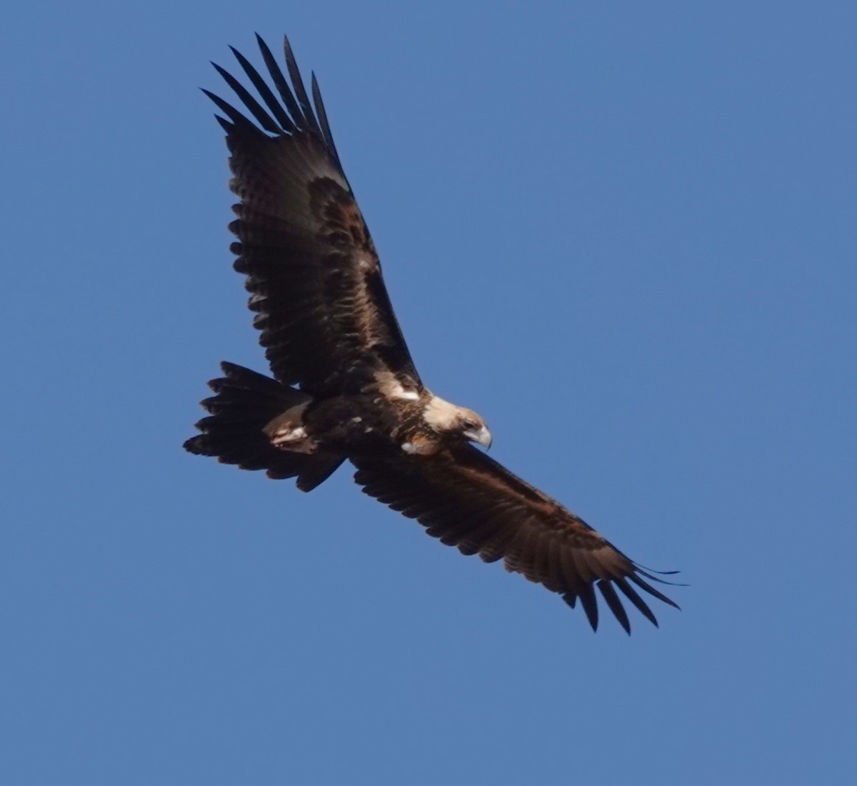 Wedge-tailed Eagle - ML618141407