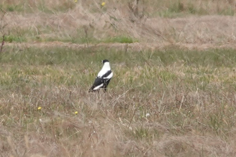 Australian Magpie (White-backed) - ML618141426