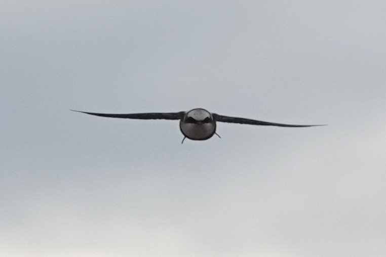 White-backed Swallow - ML618141429