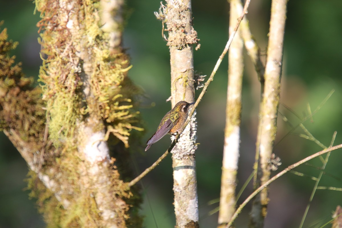 Speckled Hummingbird (melanogenys Group) - Desmond Allen