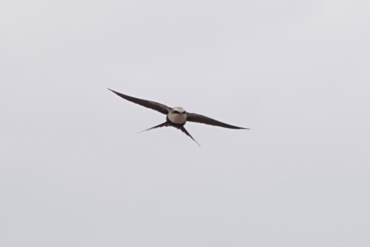 White-backed Swallow - ML618141432