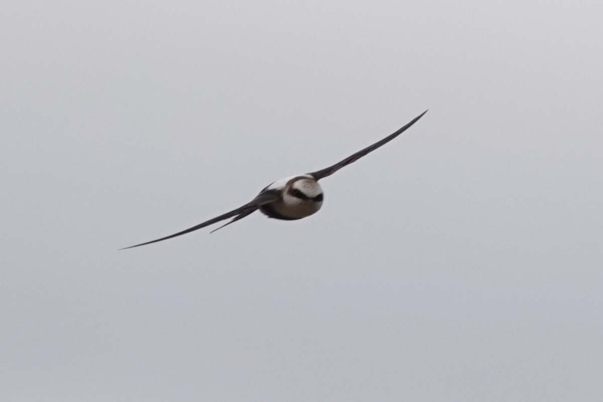 White-backed Swallow - ML618141433