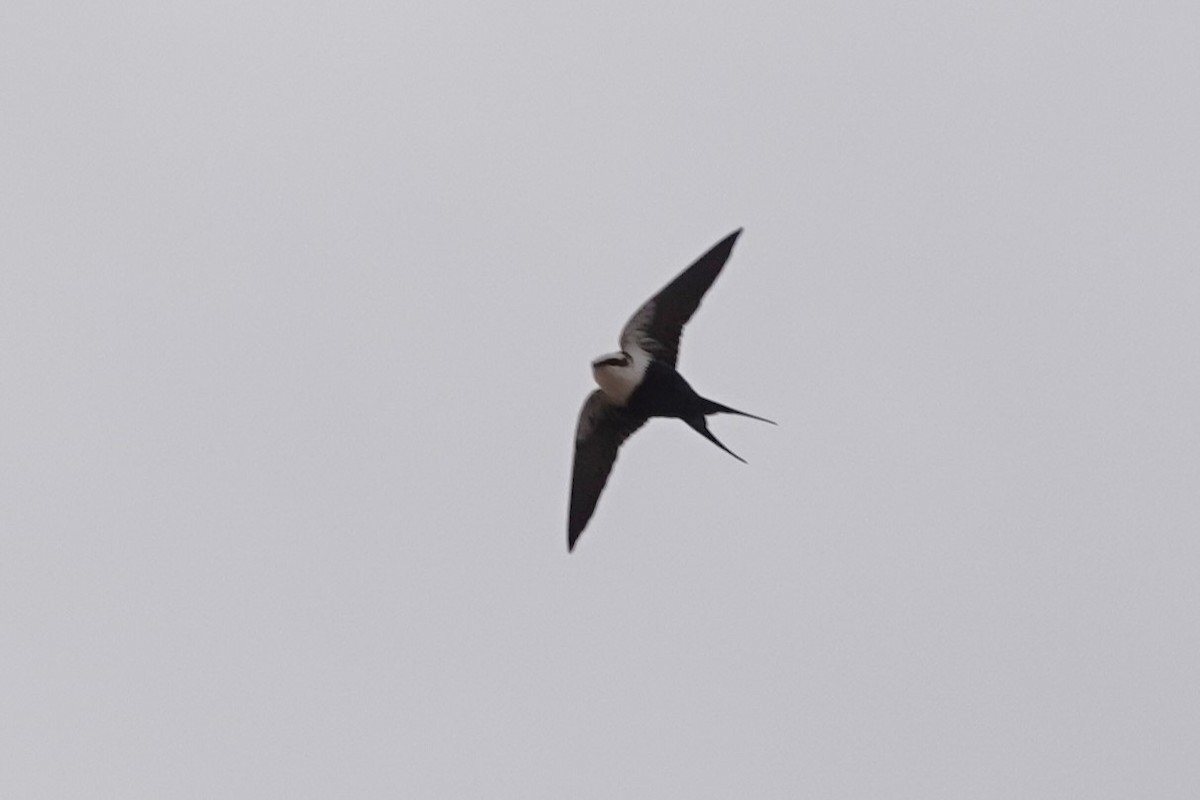 White-backed Swallow - ML618141439
