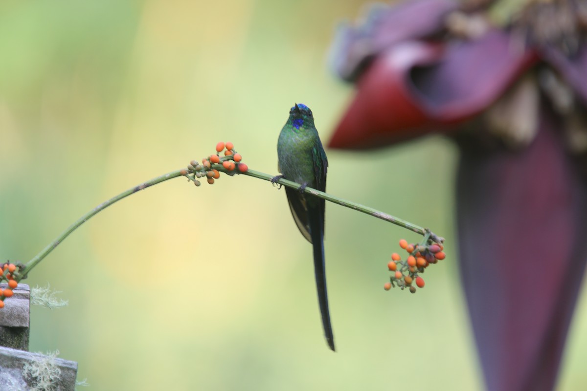 Long-tailed Sylph - ML618141455