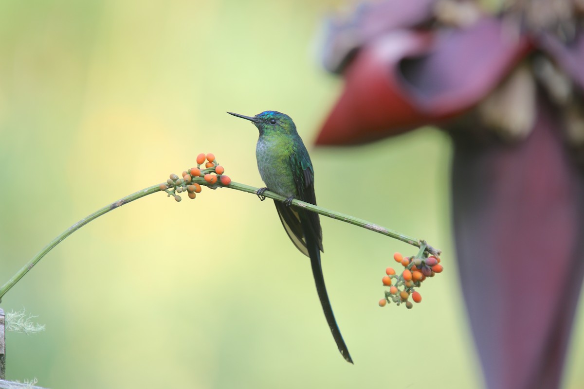 Long-tailed Sylph - ML618141456