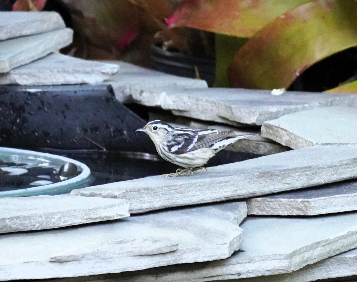 Black-and-white Warbler - ML618141458