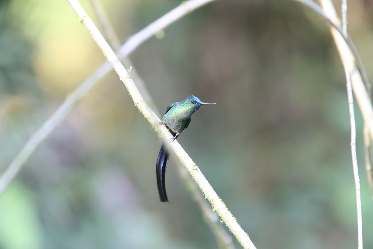 Long-tailed Sylph - ML618141463