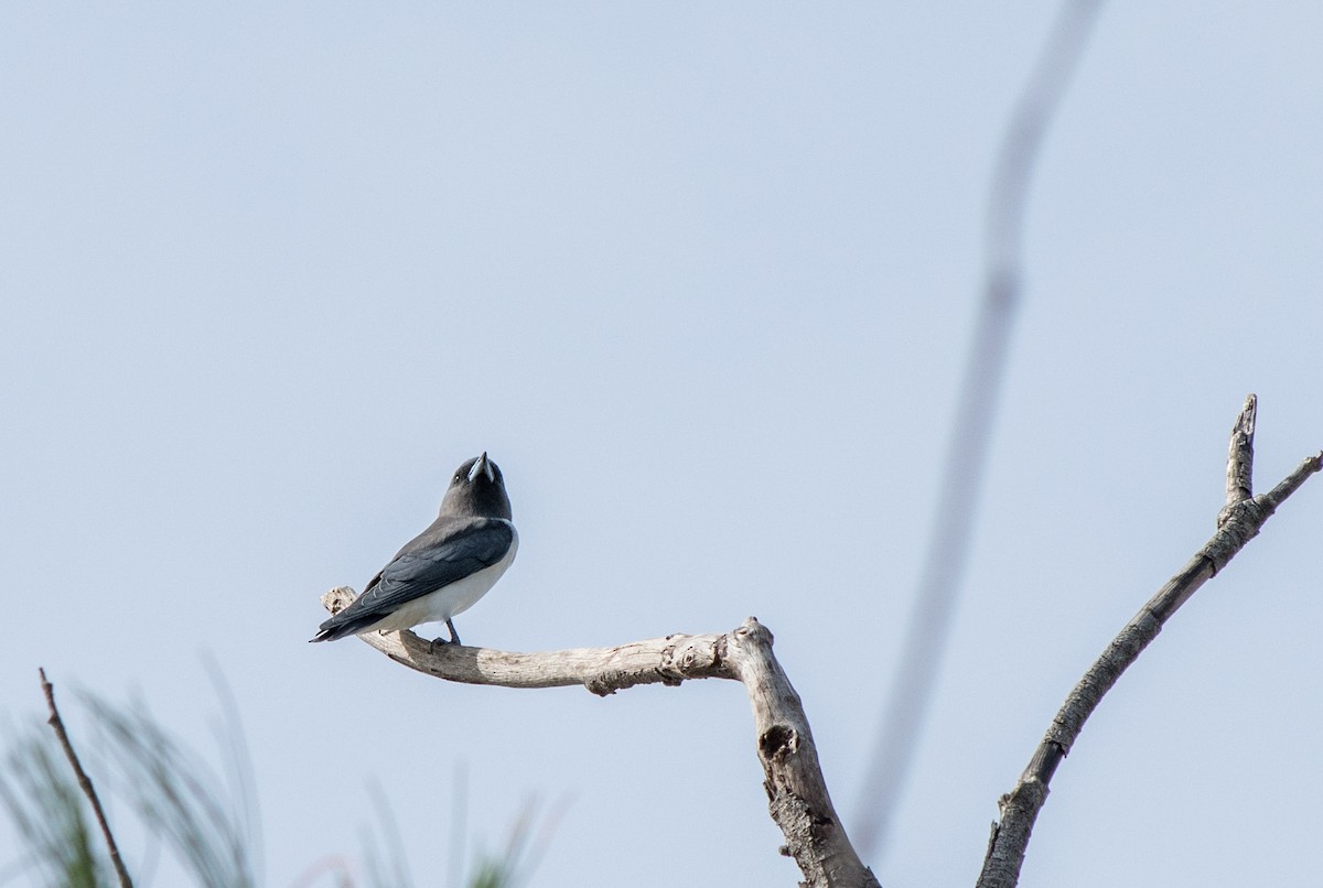 White-breasted Woodswallow - ML618141490