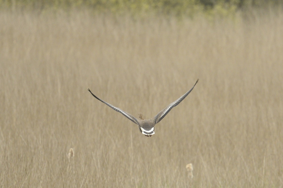 Greater White-fronted Goose (Eurasian) - ML618141505