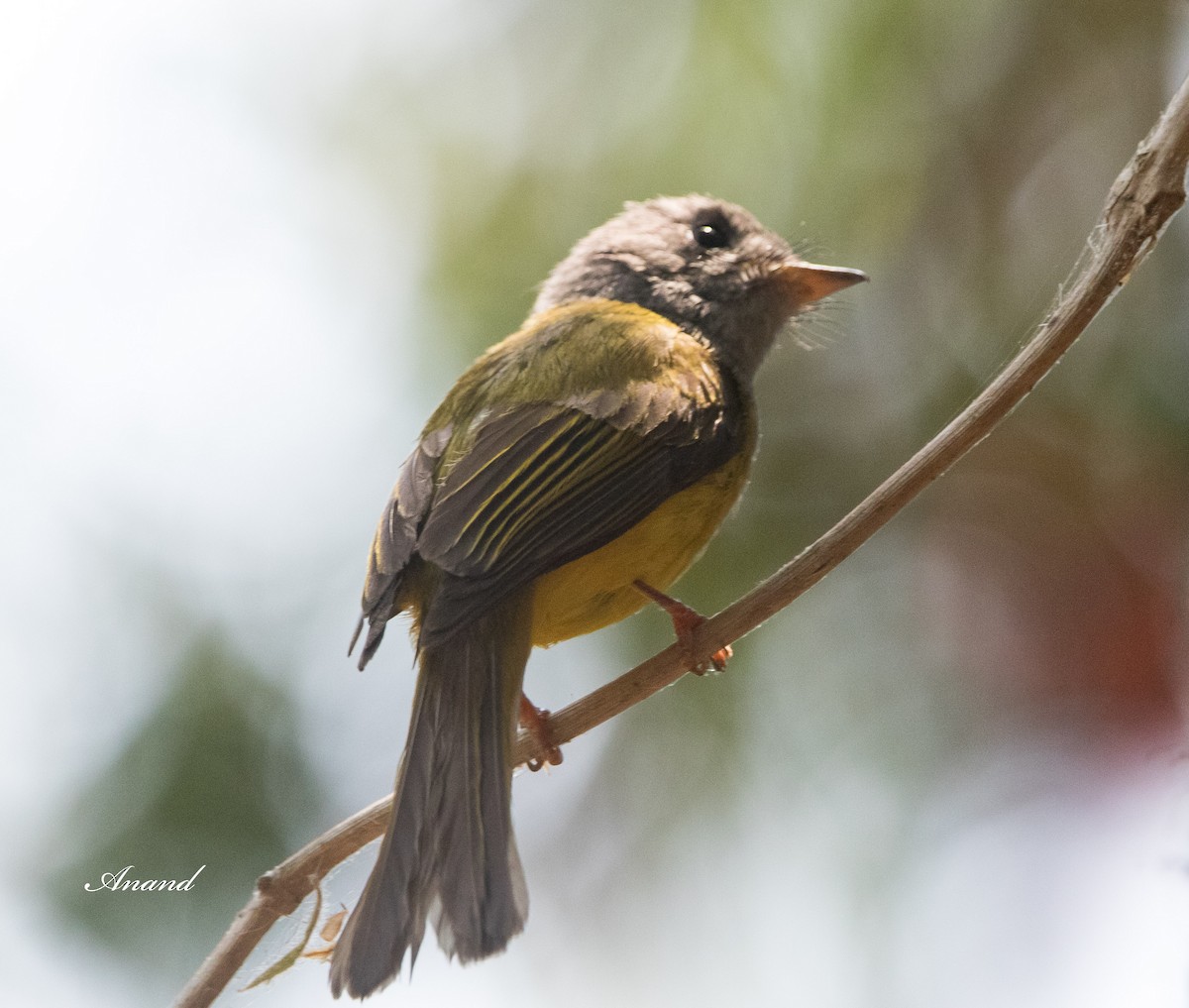 Gray-headed Canary-Flycatcher - Anand Singh