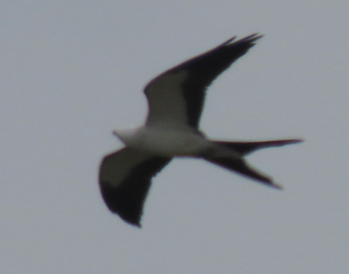 Swallow-tailed Kite - Maia Ginsburg