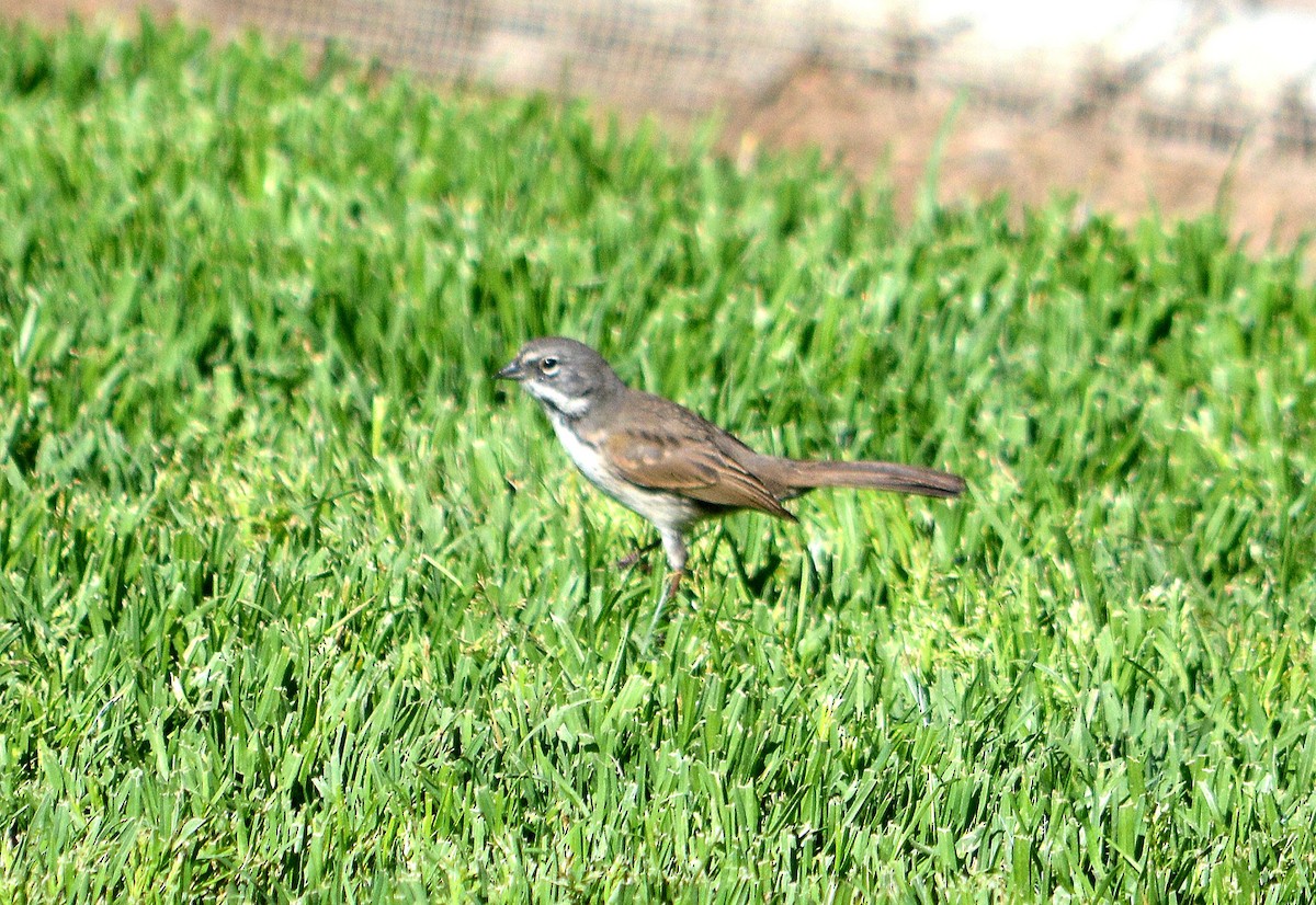 Bell's Sparrow - ML618141554