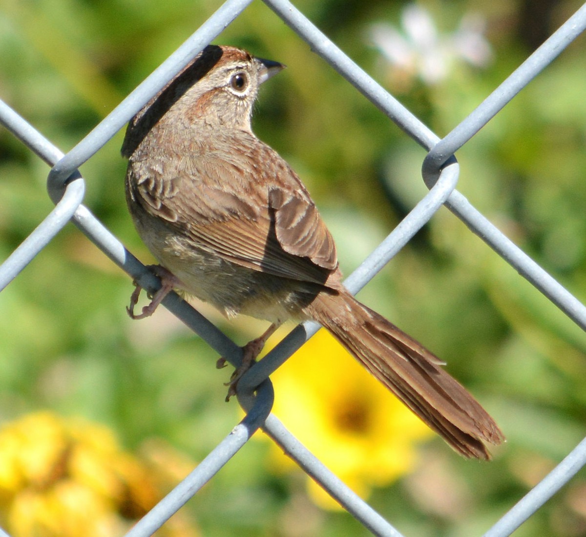 Rufous-crowned Sparrow - ML618141568