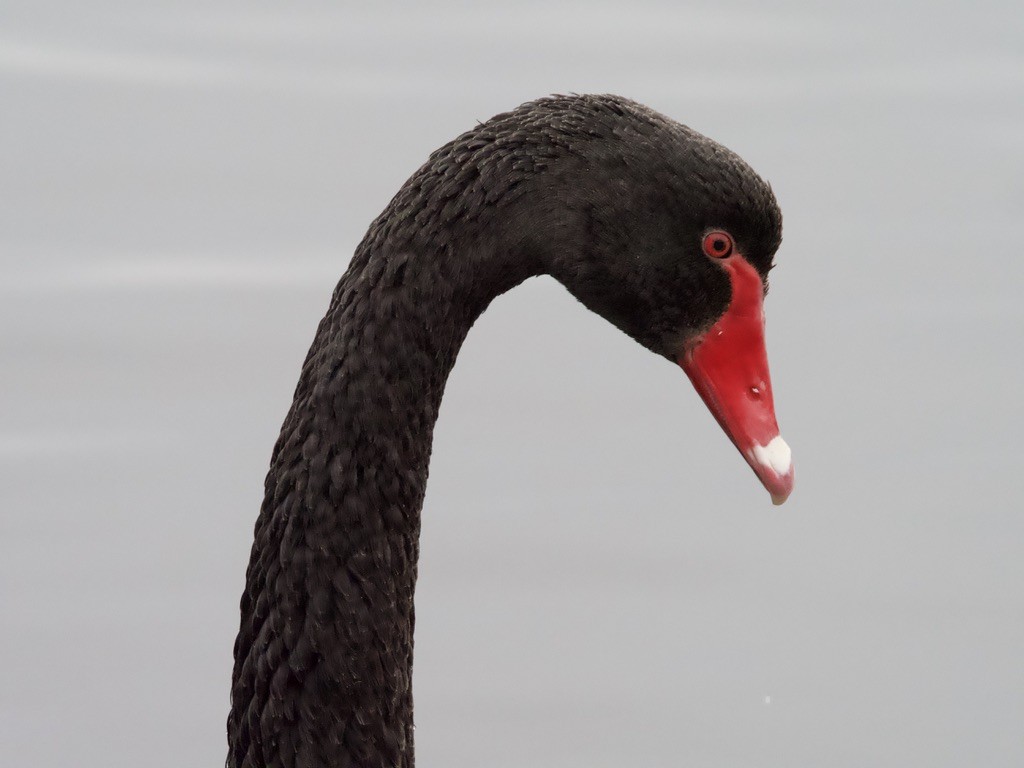 Black Swan - Yvonne van Netten
