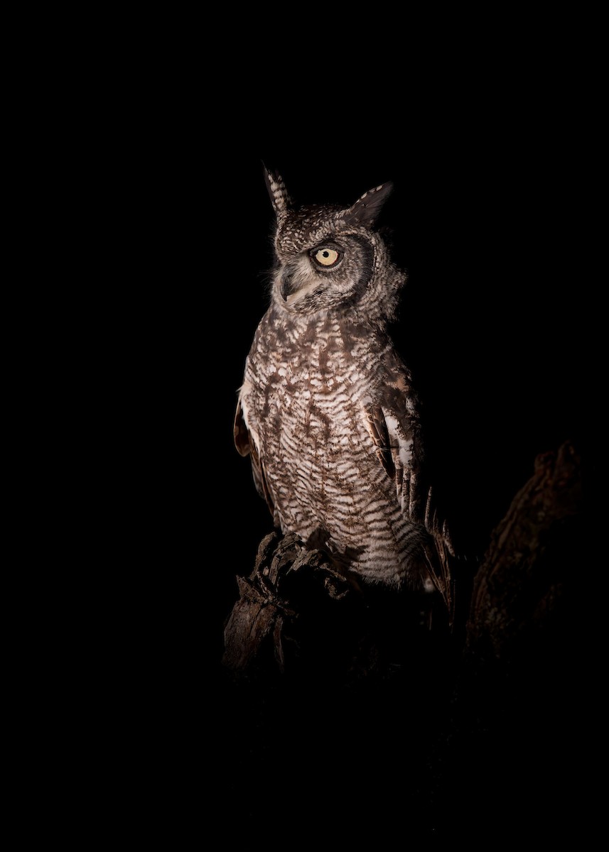 Spotted Eagle-Owl - Heyn de Kock