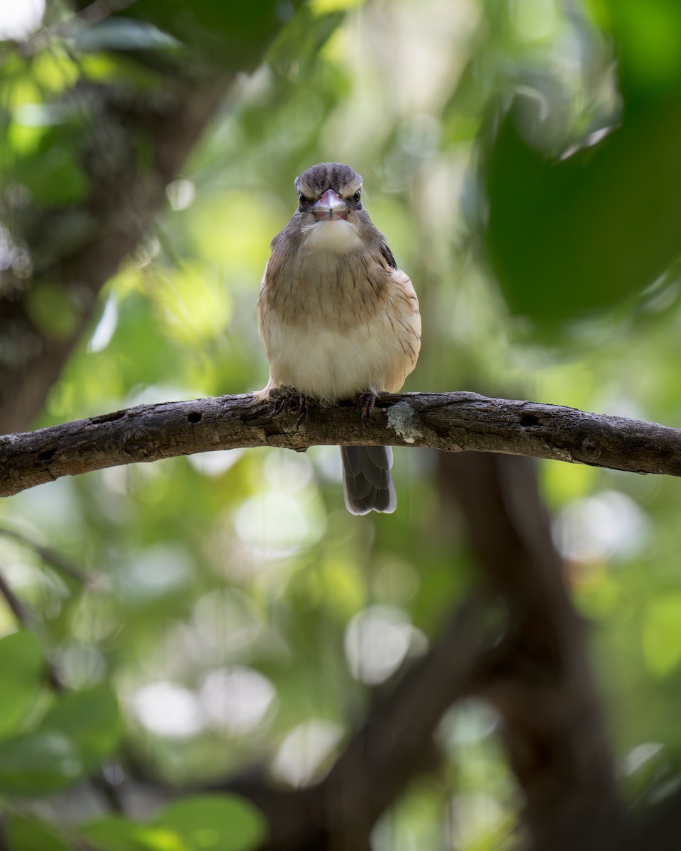 Brown-hooded Kingfisher - Heyn de Kock