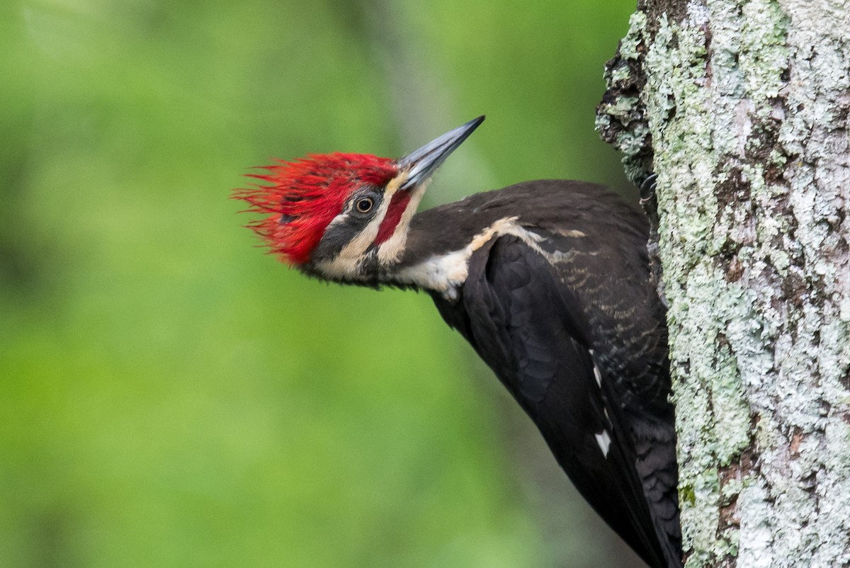 Pileated Woodpecker - ML618141626
