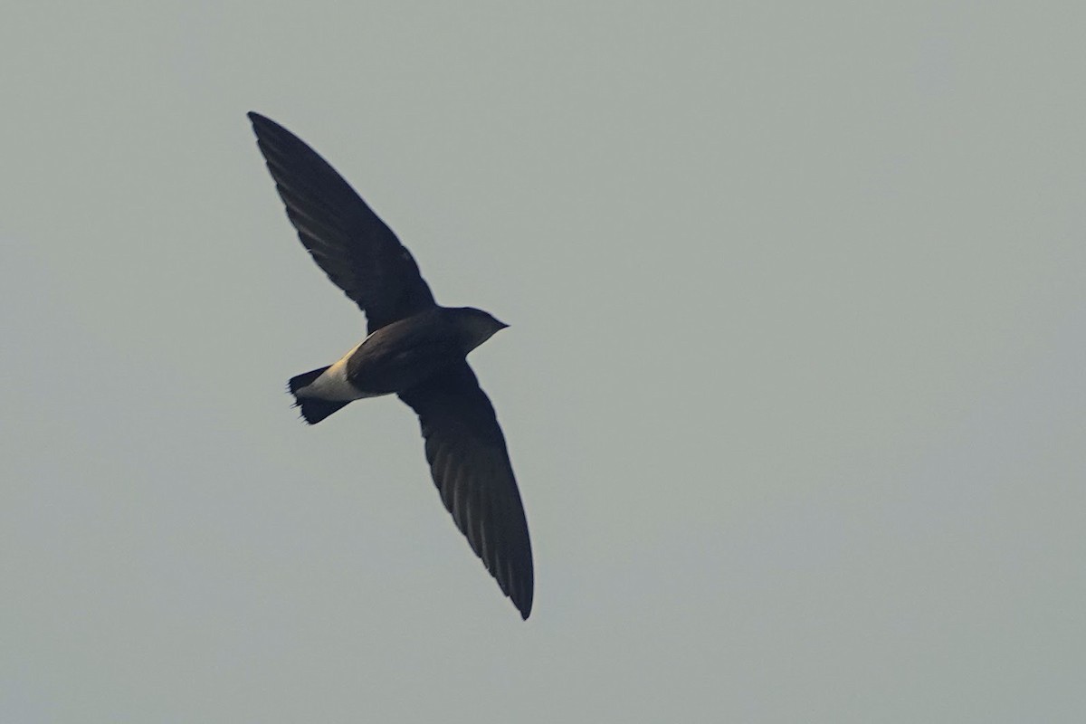 Silver-backed Needletail - Brecht Caers
