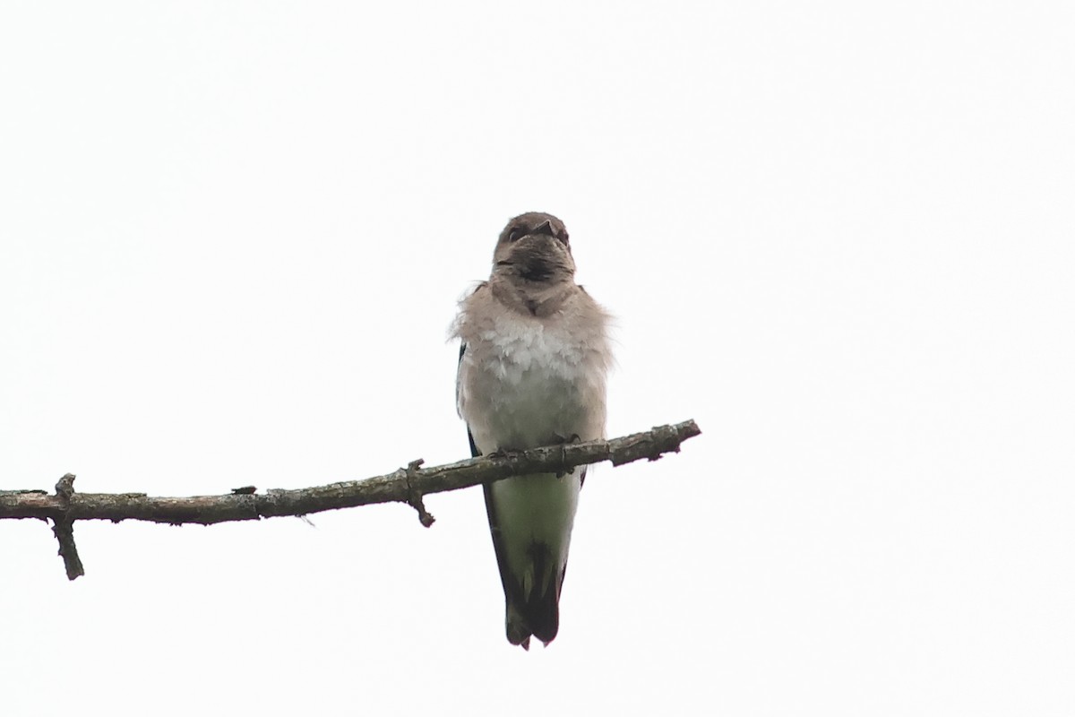 Northern Rough-winged Swallow - John Mercer