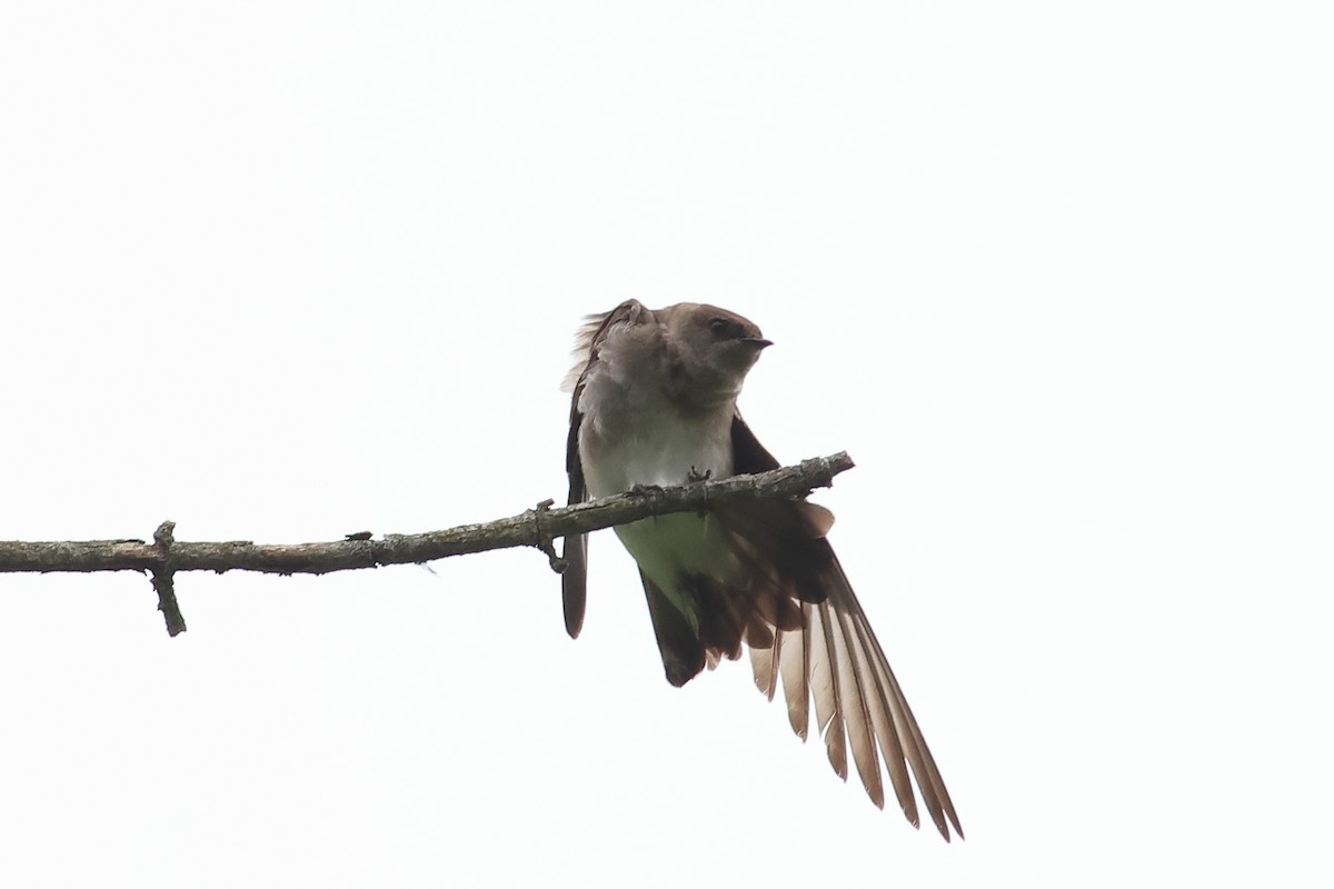 Northern Rough-winged Swallow - ML618141760