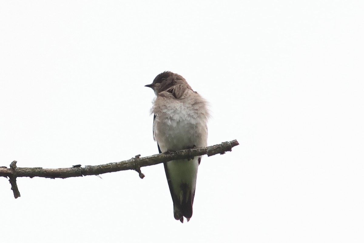 Northern Rough-winged Swallow - ML618141761